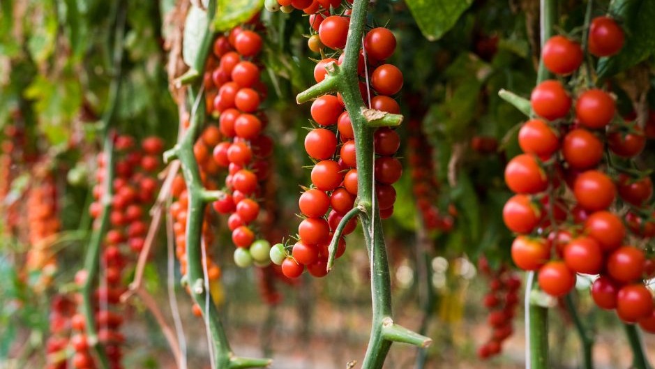 Le Maroc domine le marché des tomates, détrônant Almeria