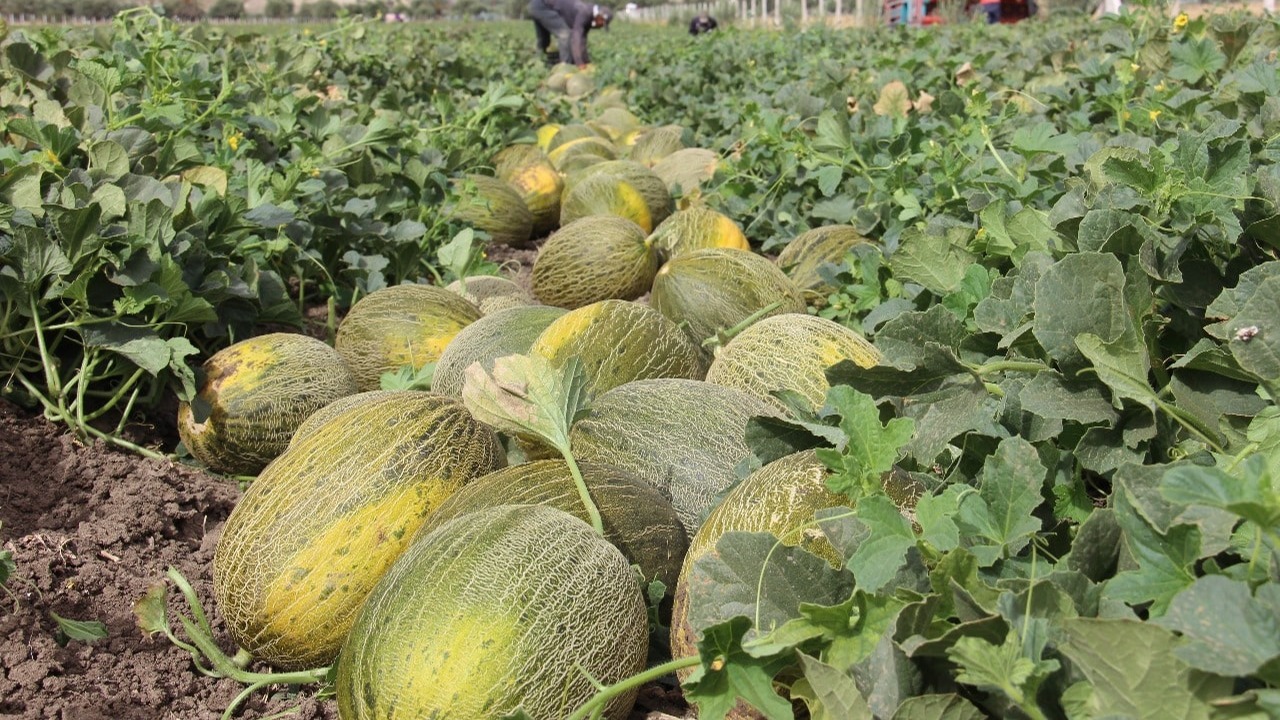 Explosion Verte au Maroc : L'Ascension Spectaculaire du Melon de Piel de Sapo