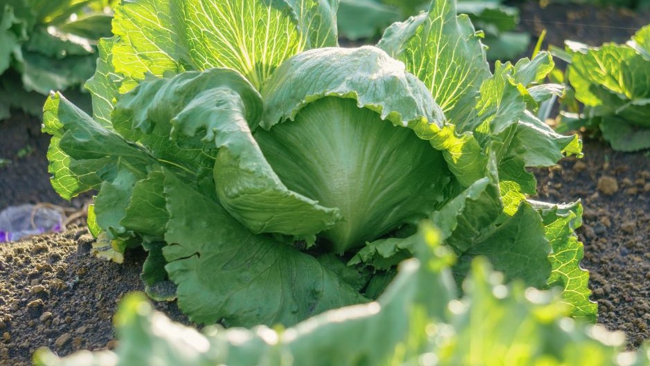 La crise de la laitue Iceberg en Espagne: une opportunité pour le Maroc