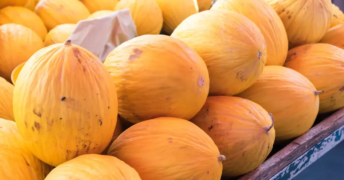 Sécheresse et choix variétal : l'avenir du melon jaune canari au Maroc