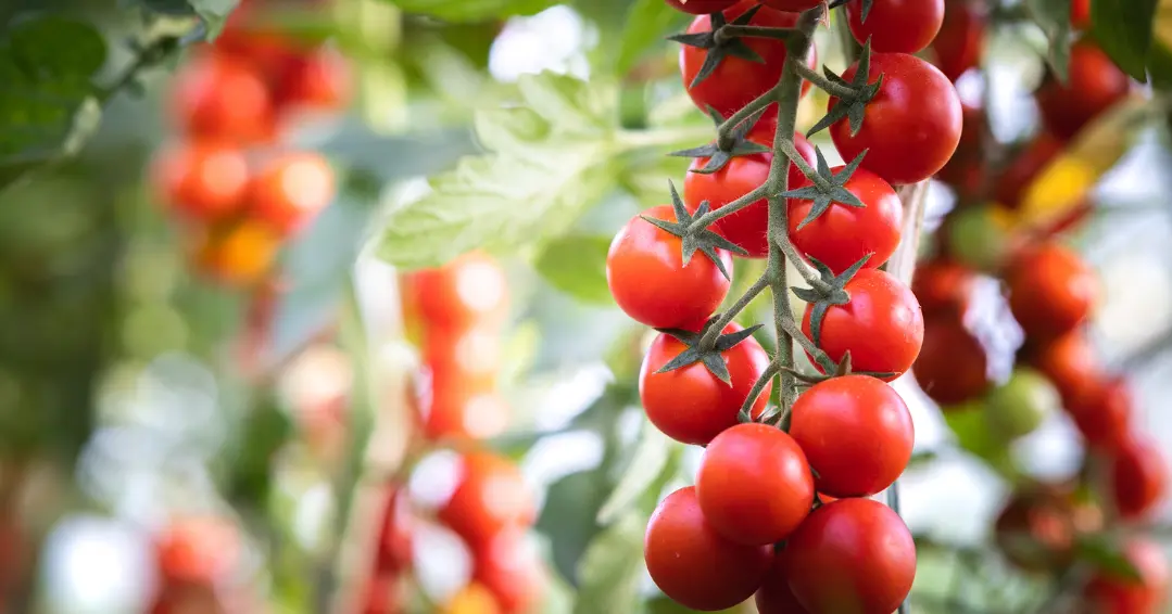 Impact de la baisse de production marocaine sur l'approvisionnement mondial en tomates