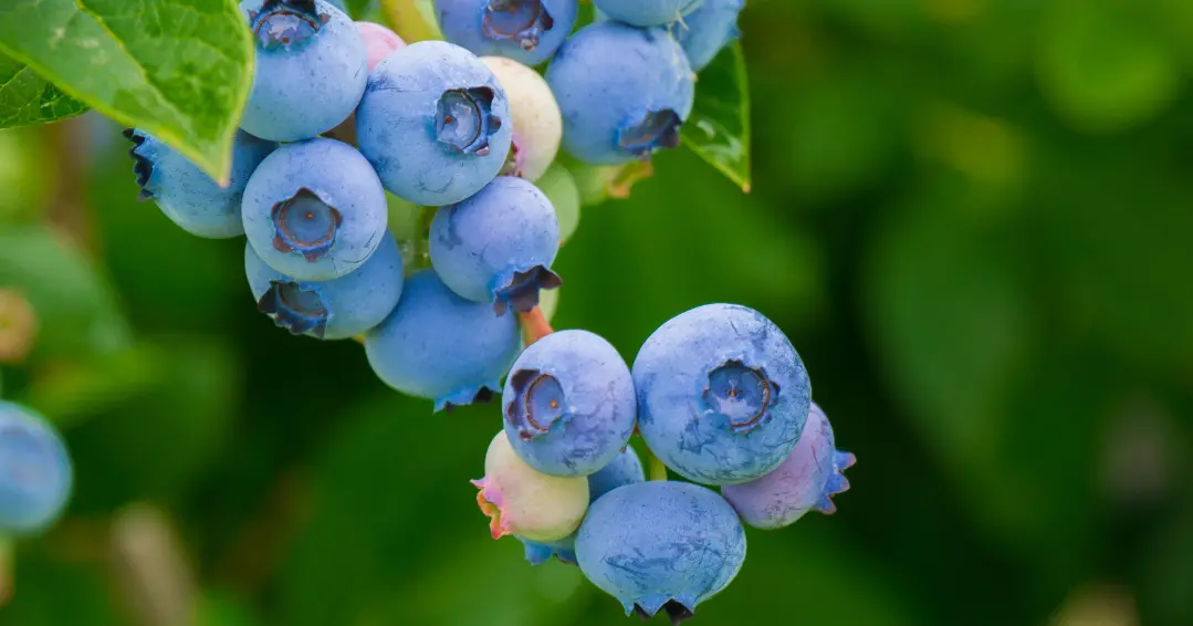 Les myrtilles marocaines battent des records d'exportation en Europe de l'Est en 2024